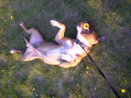 Hundeberatung Nürnberg