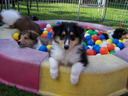 von den Glücksbärchen