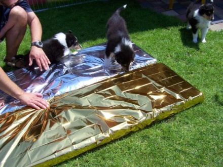 von den Glücksbärchen