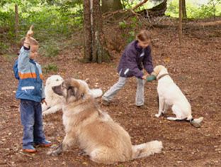 Hundeschule Loewenzahn