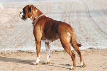 vom Metternicher Schlösschen