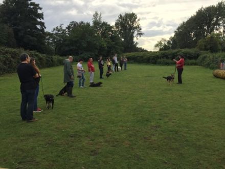 Mobile Hundeschule Haberland Essen