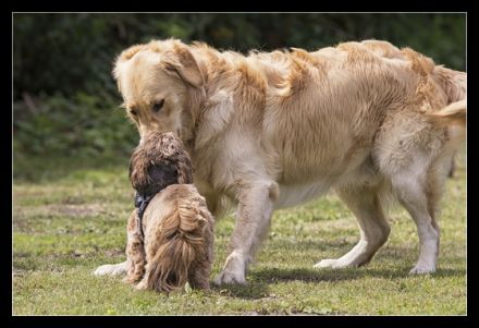 Mobile Hundeschule Haberland Essen