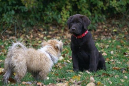 Hundeschule Brockhusen