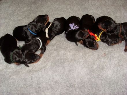 Deutsche Pinscher vom Bruchstein