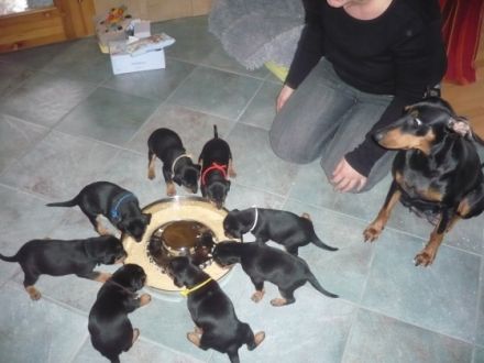 Deutsche Pinscher vom Bruchstein