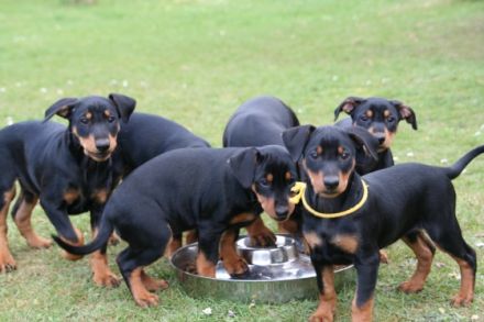 Deutsche Pinscher vom Bruchstein