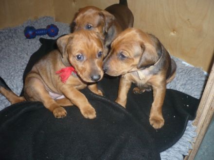 Deutsche Pinscher vom Bruchstein