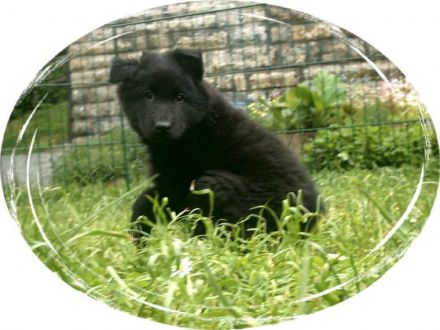 von der Schieferhalde