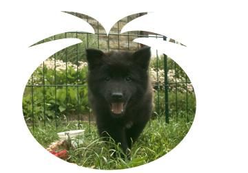 von der Schieferhalde