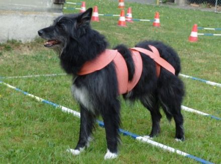 BALANCE-Thisis Hundeschule & Begegnungsstätte zur
