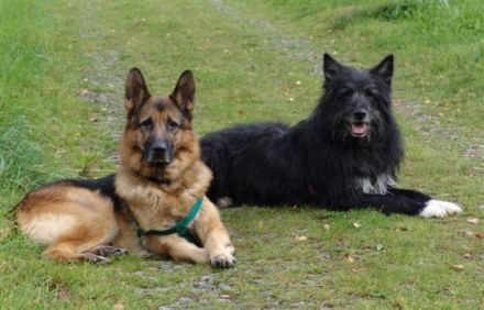 BALANCE-Thisis Hundeschule & Begegnungsstätte zur