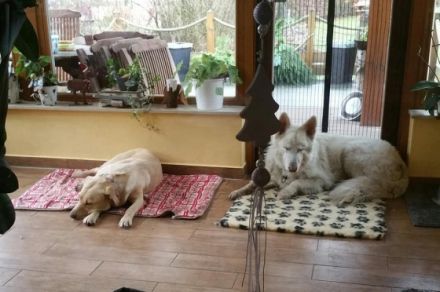 familiäre Hundepension / Tierpension