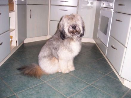 familiäre Hundepension / Tierpension