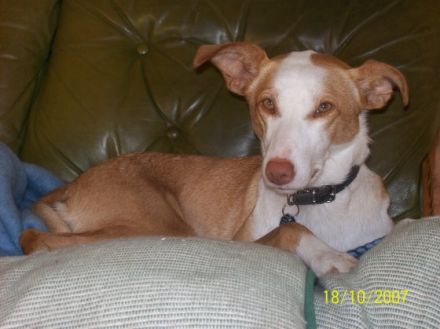 Lani`s-Hundeschule ...gemeinsam einen Weg gehen