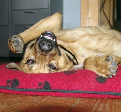 hundihotel & -schule