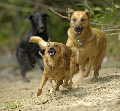 hundihotel & -schule