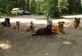 hundihotel & -schule