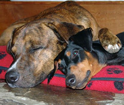 hundihotel & -schule