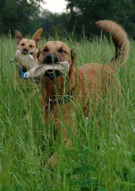 hundihotel & -schule