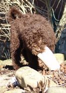 hundihotel & -schule