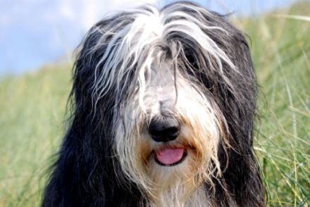 von der Teufelsbande