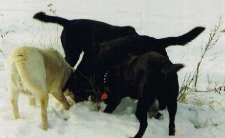 Hundeschule Greifswald - Jana´s Hundeparadies