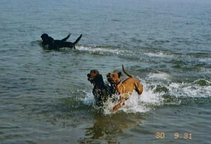 Hundeschule Greifswald - Jana´s Hundeparadies