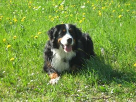 Alpengasthof Weißbach***