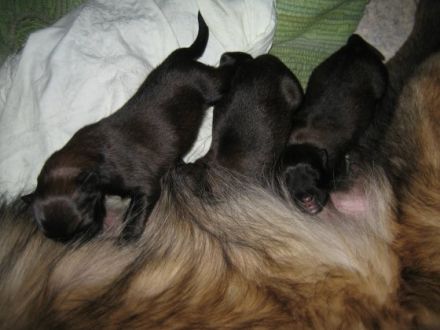 Amatoriale Grabmaier