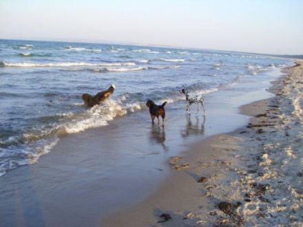 Urlaub mit Hund am Meer