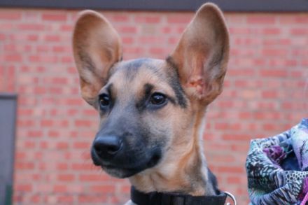 Hundeschule Halstenbek-Rellingen