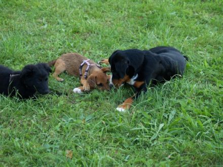 Hundeschule Natural Dogworld