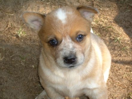 from the elmiramaplesugar´s