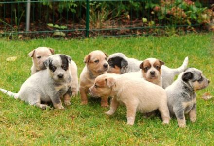 from the elmiramaplesugar´s