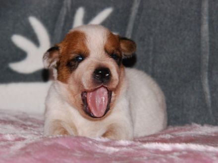 from the elmiramaplesugar´s