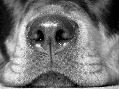 Marinas Hundeschule bei Rastatt