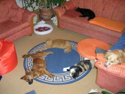 "Hundeschule & Pension "DOMINO"