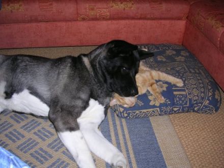 "Hundeschule & Pension "DOMINO"