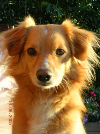 "Hundeschule & Pension "DOMINO"