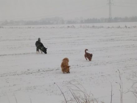 "Hundeschule & Pension "DOMINO"