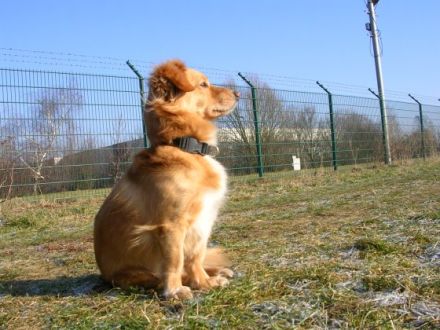 "Hundeschule & Pension "DOMINO"