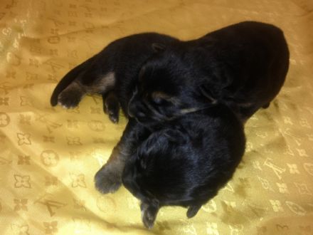 zur Worringer Rheinaue