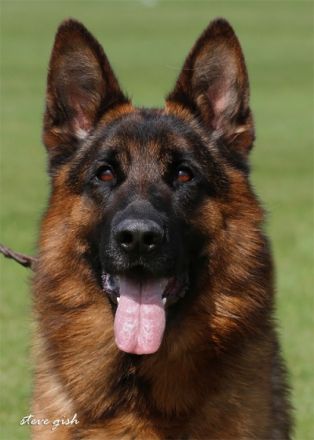 zur Worringer Rheinaue