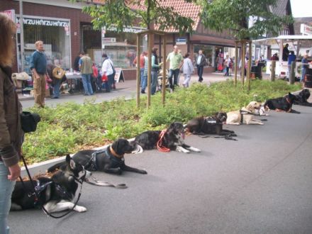 Hundeschule  Petershagen