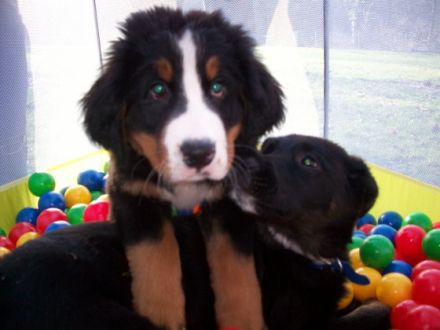 Hundeschule  Petershagen