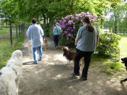 Hundeschule  Petershagen