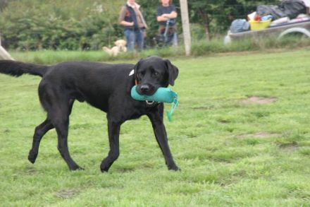 Familienhundausbildung