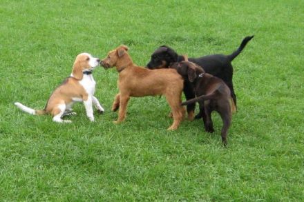 Familienhundausbildung