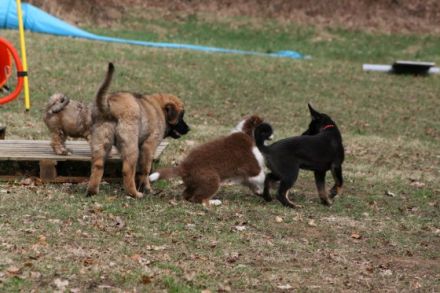 Hundeschule Buchholz Hunde - Claudia Friederich